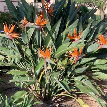 Belle Résidence Arborée, Climatisé, Piscine, à 500m De La * Sainte-Maxime